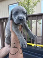 Black, a male Cane Corso for sale in Devine, TX – 1 of 2