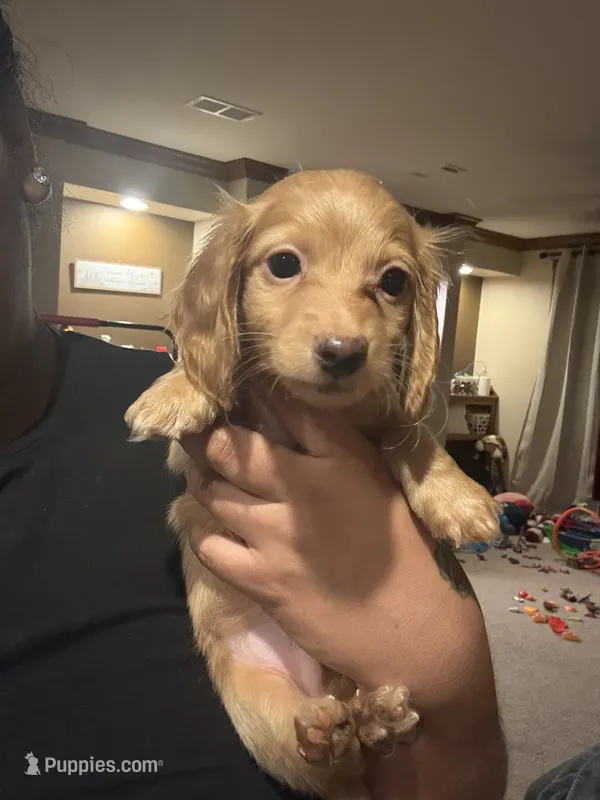 Buddy – Miniature Dachshund puppy for sale in Devine, TX