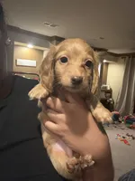 Buddy, a male Miniature Dachshund for sale in Devine, TX – 1 of 3