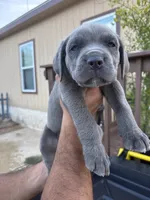 Blue, a male Cane Corso for sale in San Antonio, TX – 2 of 2