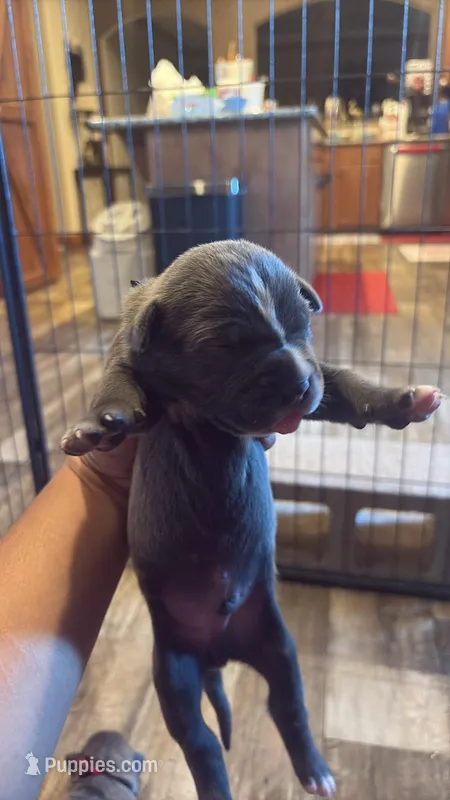 Red  – Cane Corso puppy for sale in San Antonio, TX