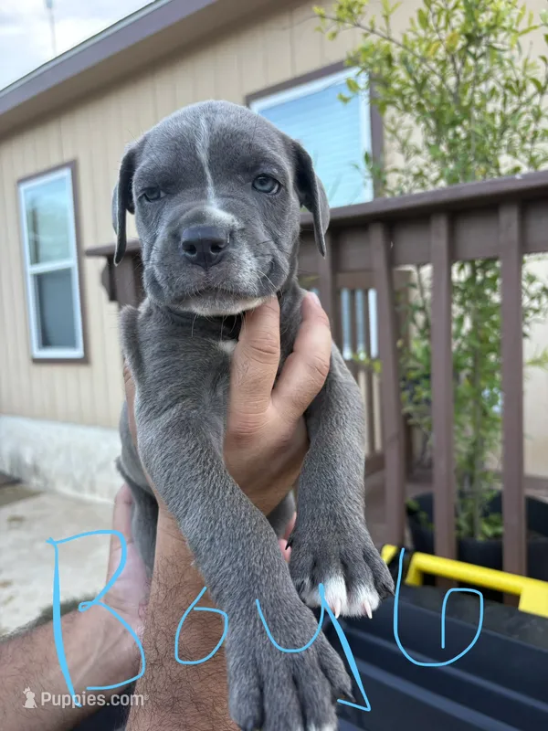 Sky Blue – Cane Corso puppy for sale in San Antonio, TX