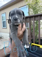 Sky Blue, a male Cane Corso for sale in San Antonio, TX – 1 of 3