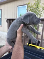 Green, a male Cane Corso for sale in Devine, TX – 2 of 2