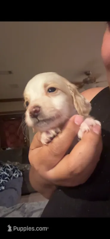 Bubs – Miniature Dachshund puppy for sale in San Antonio, TX