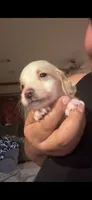 Bubs, a male Miniature Dachshund for sale in Devine, TX – 1 of 1
