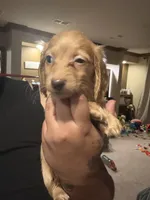 Buddy, a male Miniature Dachshund for sale in Devine, TX – 3 of 3