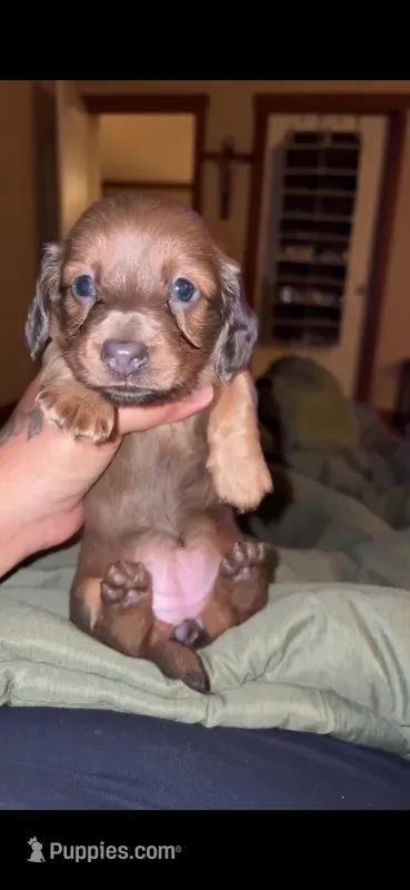 Rumi – Miniature Dachshund puppy for sale in Devine, TX