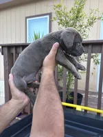 Red dark, a male Cane Corso for sale in Devine, TX – 2 of 2