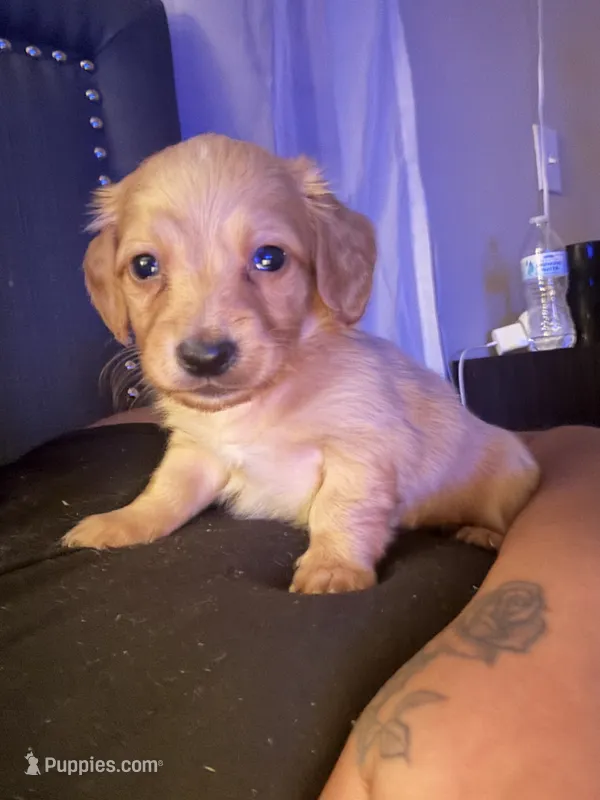 Tubs – Miniature Dachshund puppy for sale in San Antonio, TX