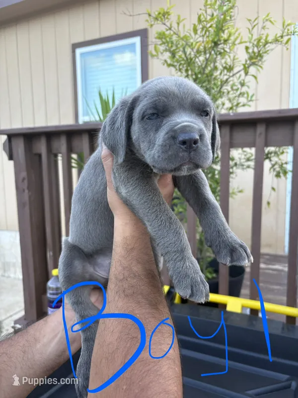 Blue – Cane Corso puppy for sale in San Antonio, TX