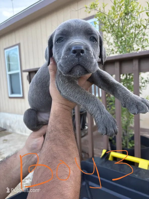 Orange – Cane Corso puppy for sale in San Antonio, TX