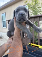 Orange, a male Cane Corso for sale in Devine, TX – 1 of 2