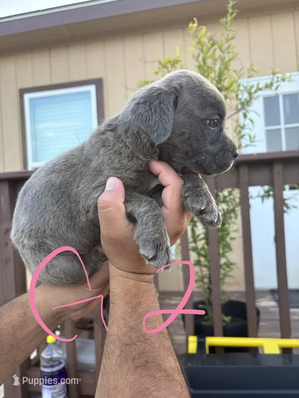 Pink – Cane Corso puppy for sale in San Antonio, TX