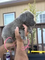 Pink, a female Cane Corso for sale in Devine, TX – 1 of 2
