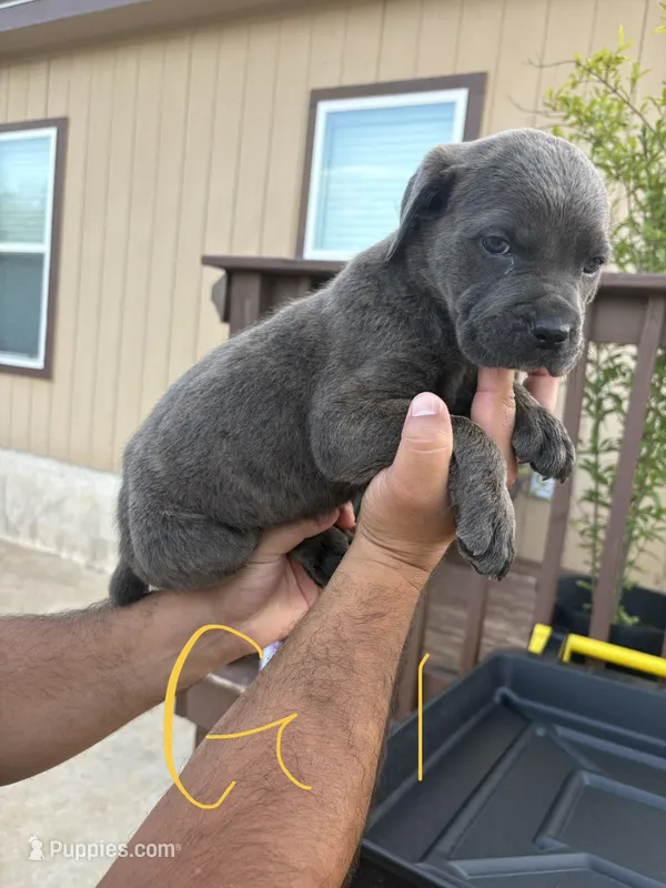 Yellow – Cane Corso puppy for sale in San Antonio, TX