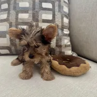 Kiara, a female Yorkshire Terrier for sale in Lancaster, SC – 2 of 6