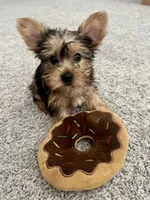 Kiara, a female Yorkshire Terrier for sale in Lancaster, SC – 5 of 6