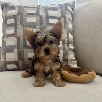 Kiara, a female Yorkshire Terrier for sale in Lancaster, SC – 4 of 6