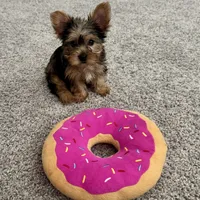 Kiara, a female Yorkshire Terrier for sale in Lancaster, SC – 3 of 6