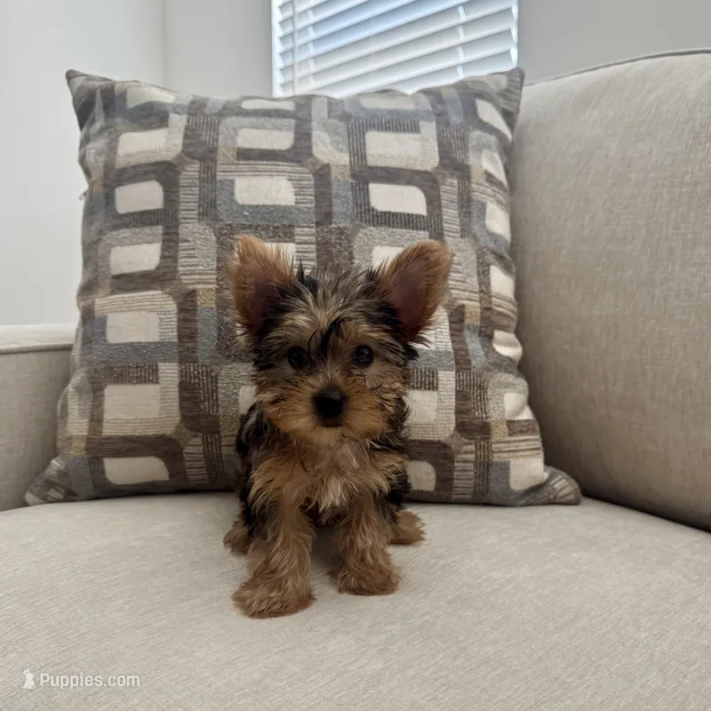Kiara – Yorkshire Terrier puppy for sale in Lancaster, SC
