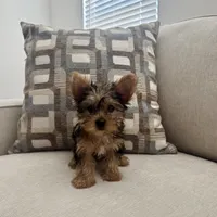 Kiara, a female Yorkshire Terrier for sale in Lancaster, SC – 1 of 6