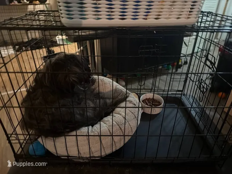 Loki  – Maltese, Shih Tzu puppy for sale in Detroit, MI