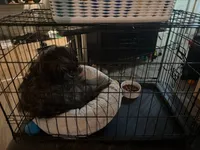 Loki , a  Maltese and Shih Tzu for sale in Detroit, MI – 2 of 3