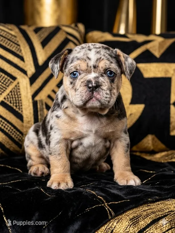 Cookie  – French Bulldog puppy for sale in Jacksonville, NC