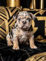 Cookie , a female French Bulldog for sale in Jacksonville, NC – Photo 1 of 3