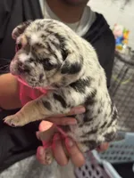 Cookie , a female French Bulldog for sale in Jacksonville, NC – Photo 3 of 3