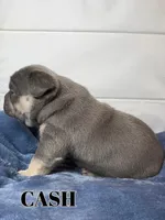 Cash , a female French Bulldog for sale in Jacksonville, NC – Photo 2 of 2