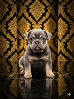 Cash , a female French Bulldog for sale in Jacksonville, NC – Photo 1 of 2