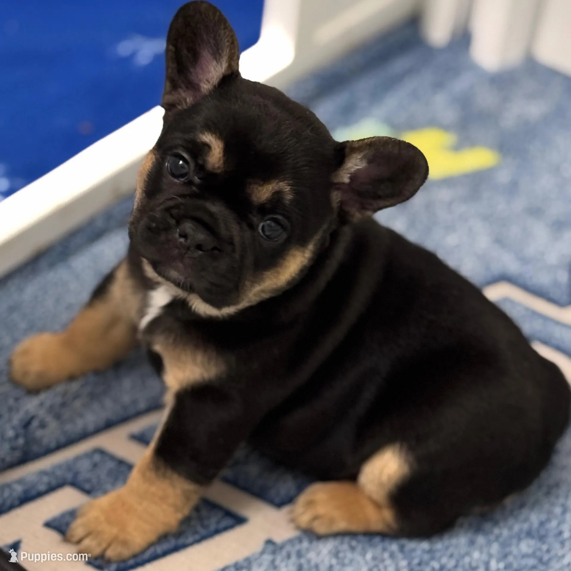 CoCo – French Bulldog puppy for sale in Jacksonville, NC