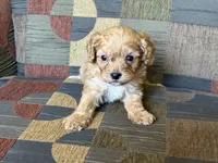Charlie, a male Cavapoo and Cavalier King Charles Spaniel for sale in Bowling Green, MO – 3 of 4