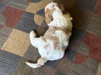 Braxton , a male Cavapoo and Cavalier King Charles Spaniel for sale in Bowling Green, MO – 3 of 4