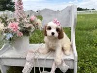 Coco, a female Cavapoo for sale in Bowling Green, MO – 4 of 10