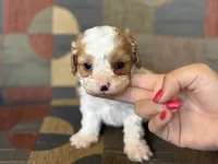Riff , a male Cavapoo and Cavalier King Charles Spaniel for sale in Bowling Green, MO – 1 of 4