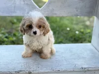 Stanley, a male Cavapoo and Cavalier King Charles Spaniel for sale in Bowling Green, MO – 3 of 5