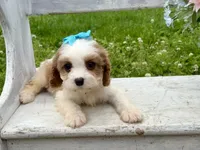 Lulu , a female Cavapoo for sale in Bowling Green, MO – 2 of 7