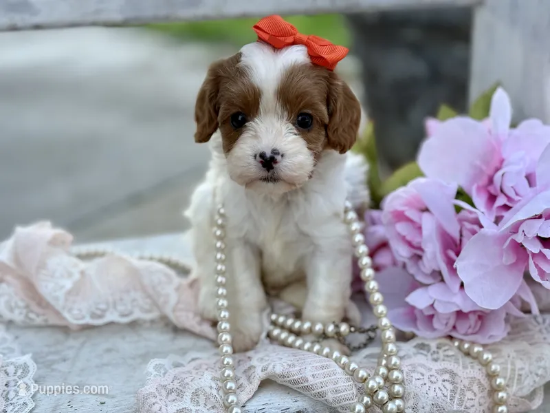Daisy – Cavapoo, Cavalier King Charles Spaniel puppy for sale in Bowling Green, MO