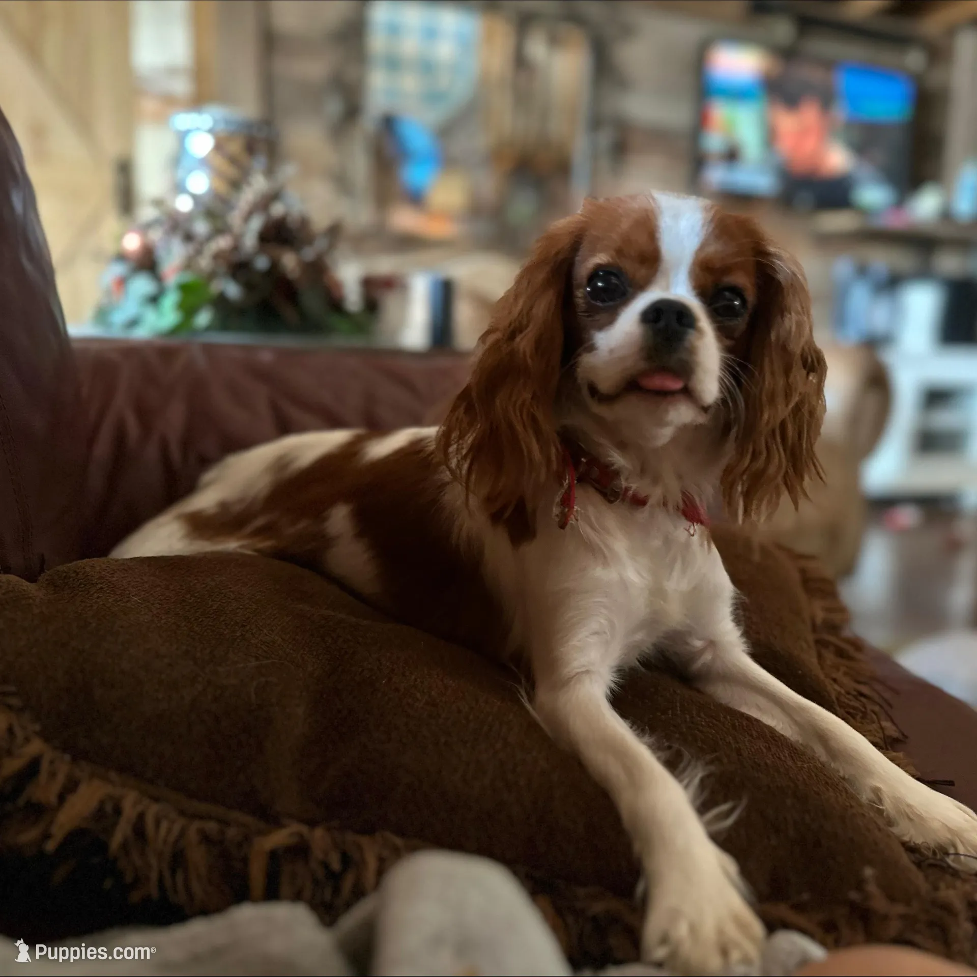 Theo, a male Cavapoo for sale in Bowling Green, MO – Photo 8 of 8