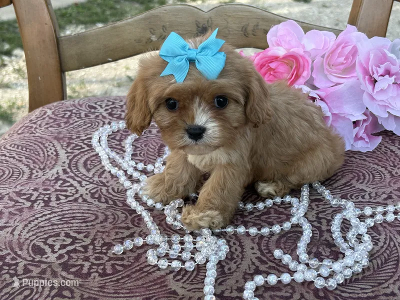 Lil Miss  – Cavapoo, Cavalier King Charles Spaniel puppy for sale in Bowling Green, MO
