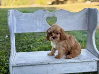 Mason , a male Cavapoo and Cavalier King Charles Spaniel for sale in Bowling Green, MO – 5 of 5