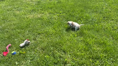 Boston, a male Cavapoo for sale in Bowling Green, MO – 4 of 4