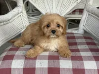 Charlie, a male Cavapoo and Cavalier King Charles Spaniel for sale in Bowling Green, MO – 3 of 5