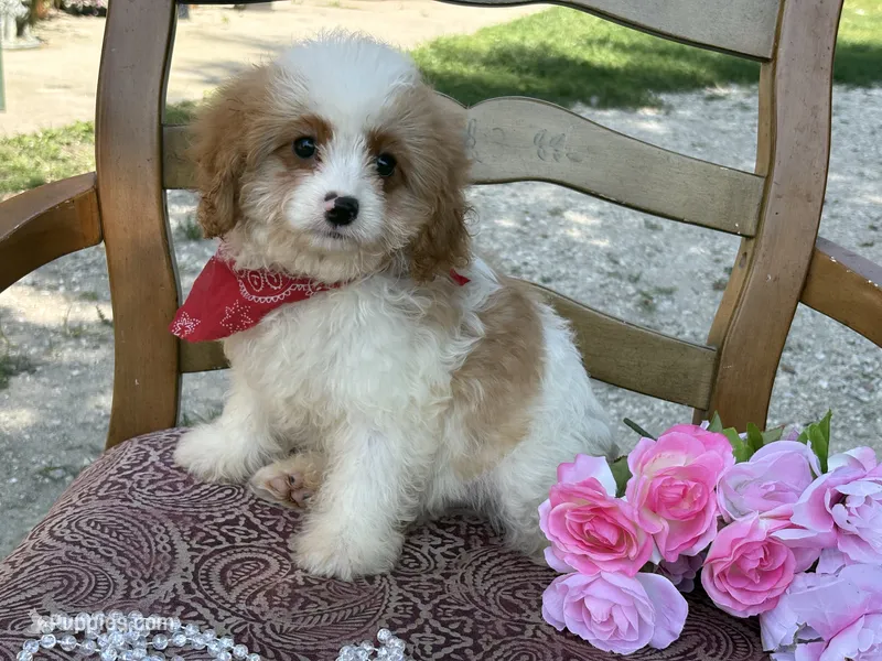 Riff  – Cavapoo, Cavalier King Charles Spaniel puppy for sale in Bowling Green, MO