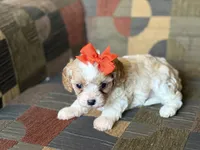 Lexie, a female Cavapoo and Cavalier King Charles Spaniel for sale in Bowling Green, MO – 6 of 6