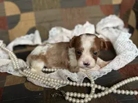 Milo, a male Cavapoo and Cavalier King Charles Spaniel for sale in Bowling Green, MO – 4 of 4
