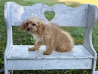 Charlie, a male Cavapoo and Cavalier King Charles Spaniel for sale in Bowling Green, MO – 4 of 4